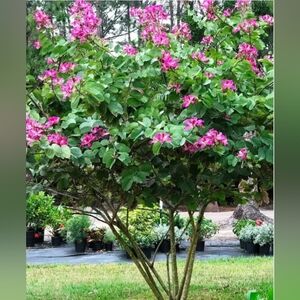 5 Purple Orchid Tree (Bauhinia Purpurea) Rare Seedlings W RootsApprx 8-12 In